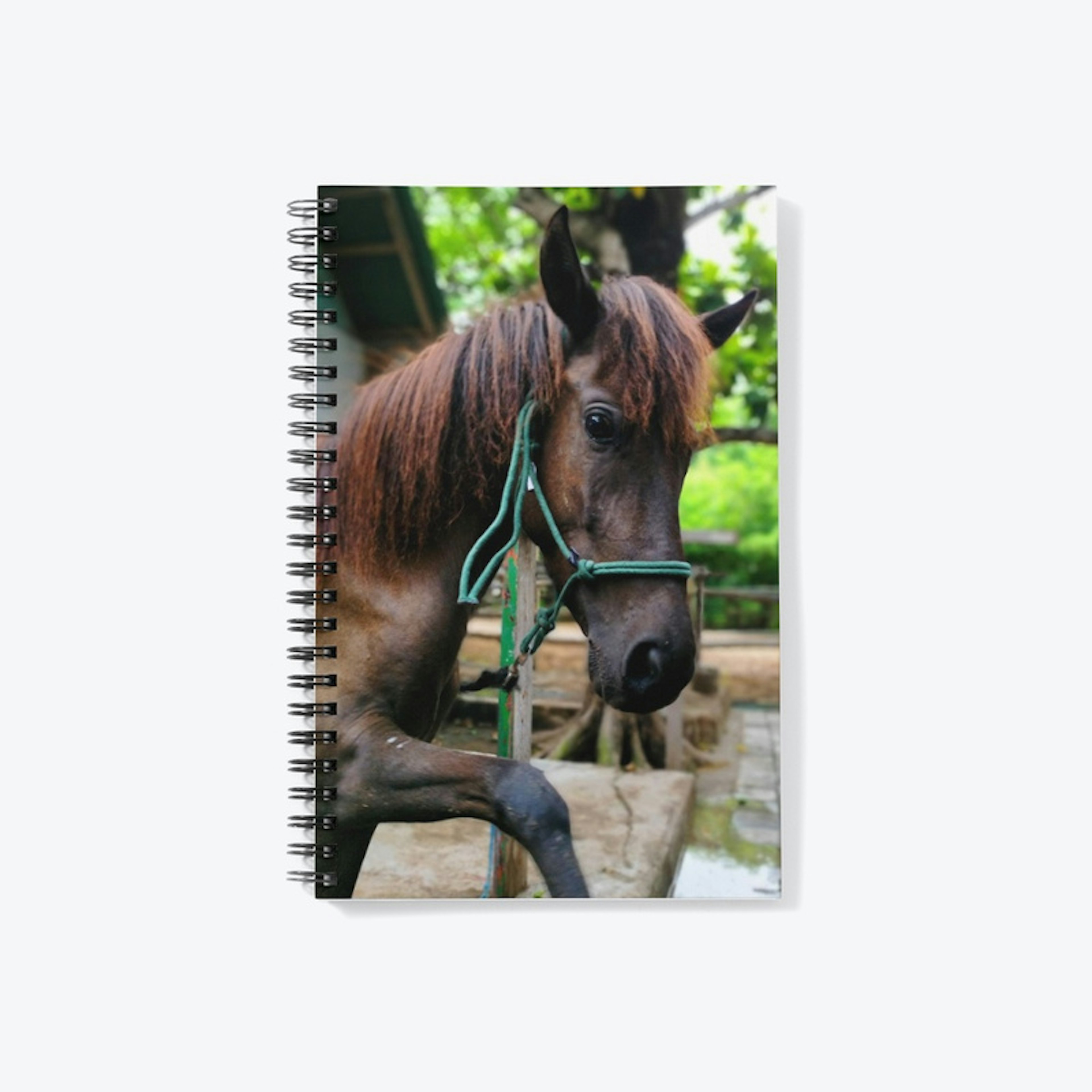 Ayu's Notebook